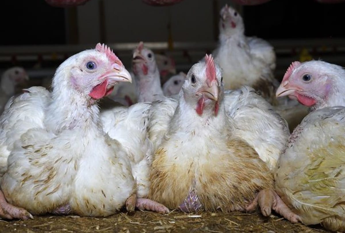 Coronavirus rumored to destroy poultry industry in Gorakhpur