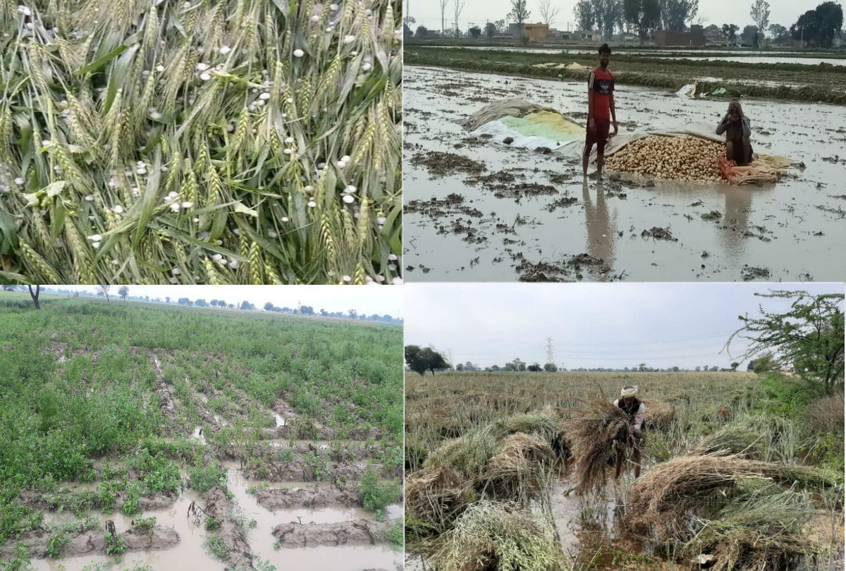 crops damaged due to rain and hail in Agra division