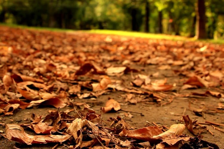 Environment Department asked, what is the punjab university doing with dry leaves