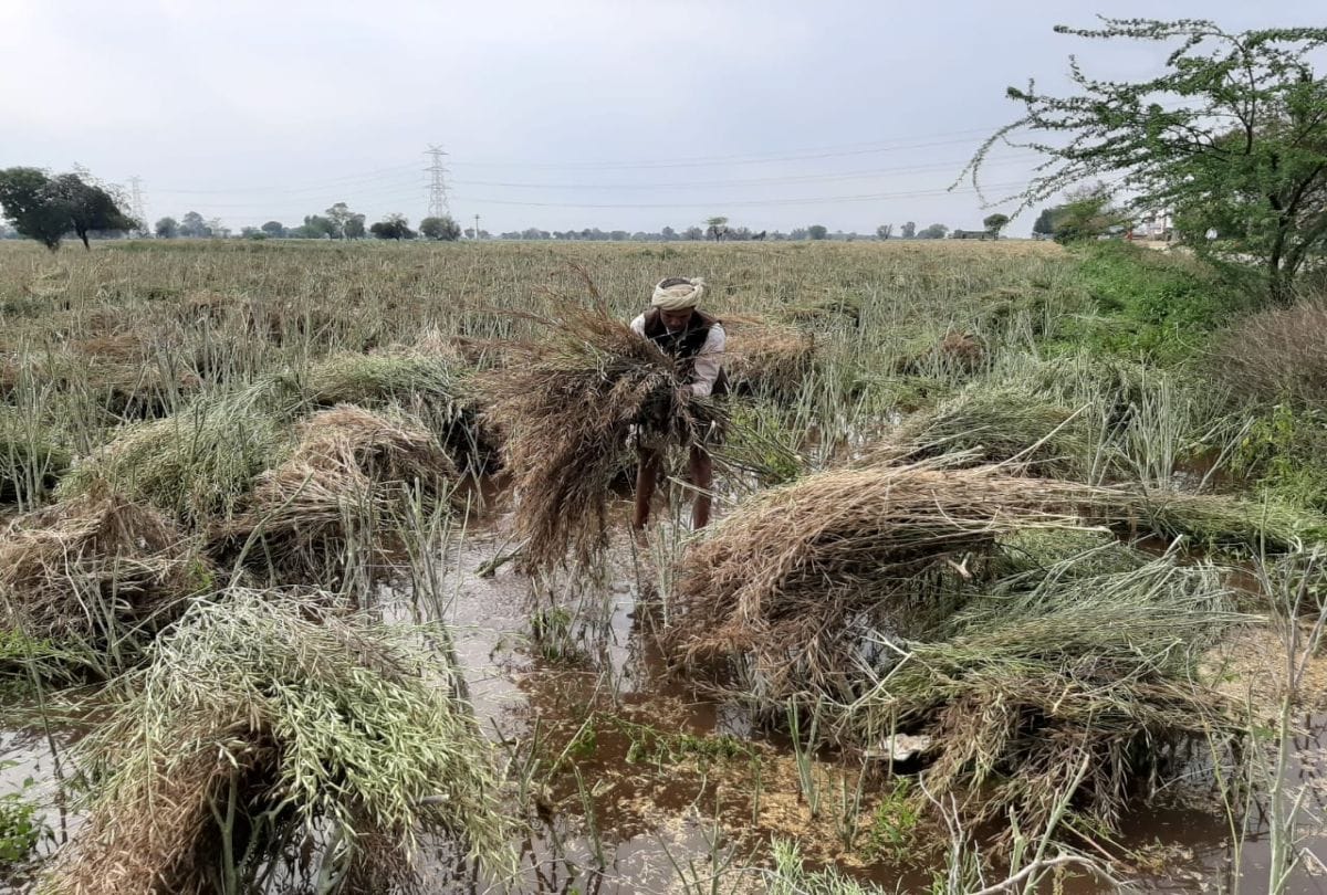 crops damaged due to rain and hail in agra