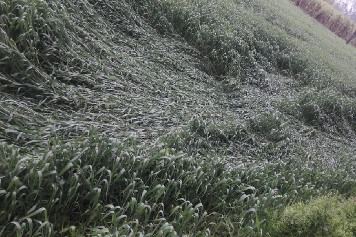 Rainfall has damaged many crops in Baghpat district of western UP