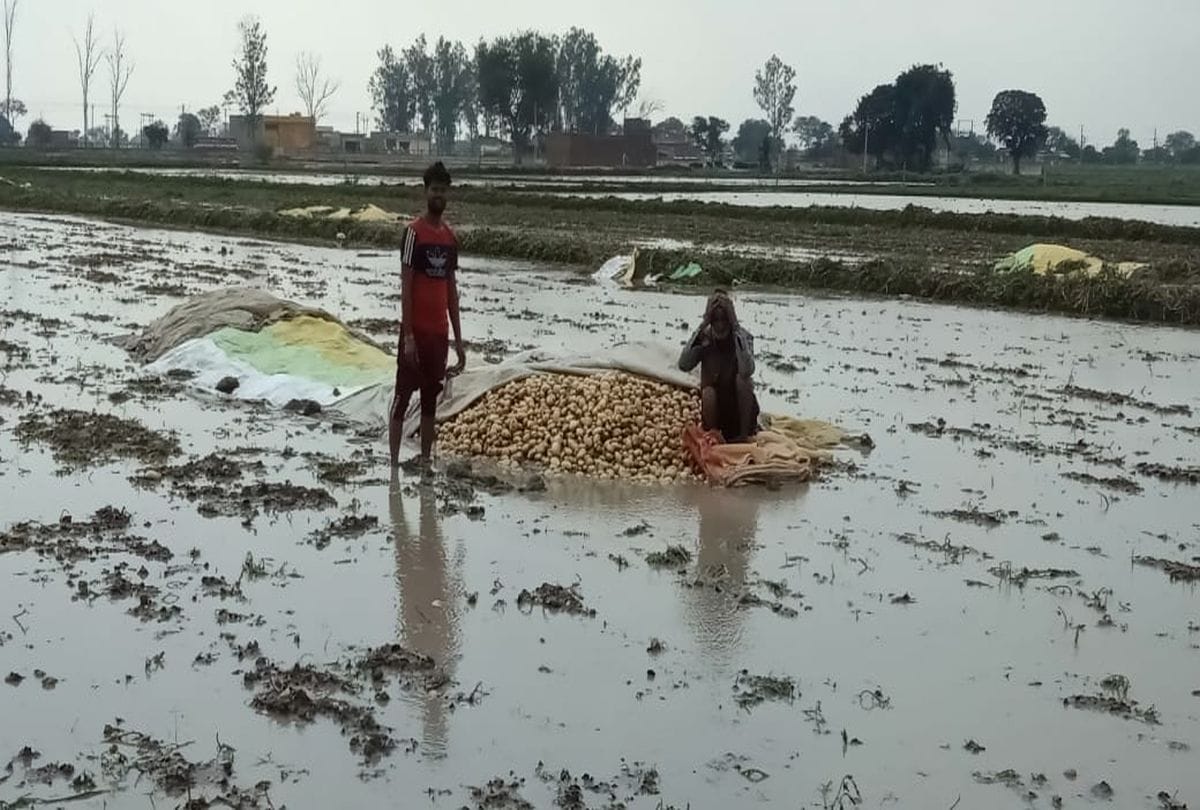 crops damaged due to rain and hail in agra
