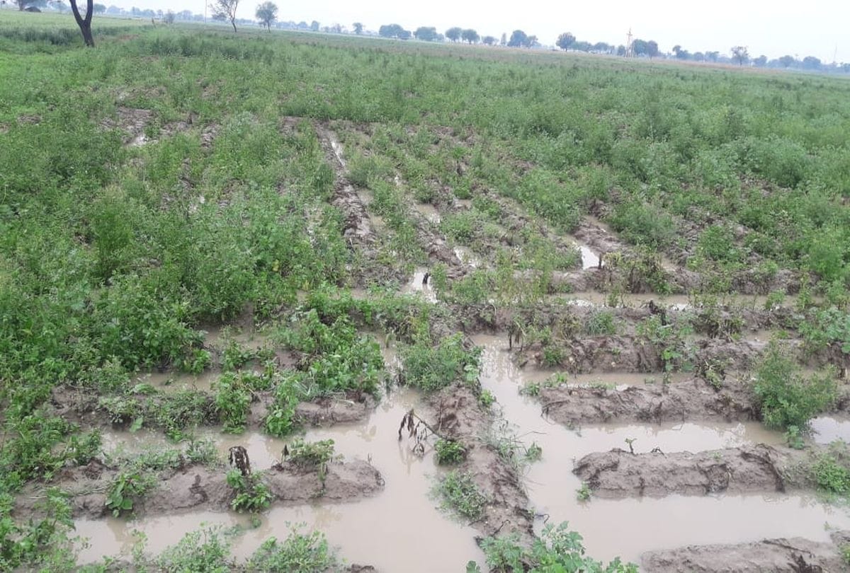 Wheat and gram crop wasted due to watering in the field