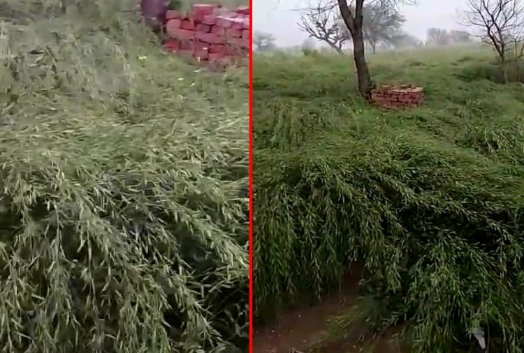 Weather update: Chance of heavy rain and hailstorm today in Haryana