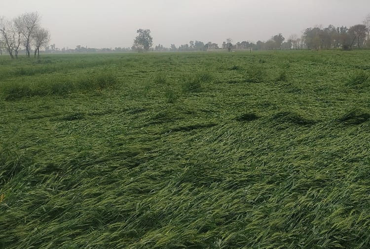 Rain and hailstorm in many cities of Punjab