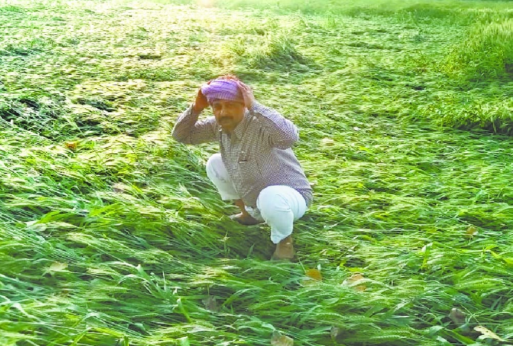 Rain made a husge damage for farmers in Uttar Pradesh.