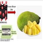 jackfruit CAN CHARGE YOUR PHONE