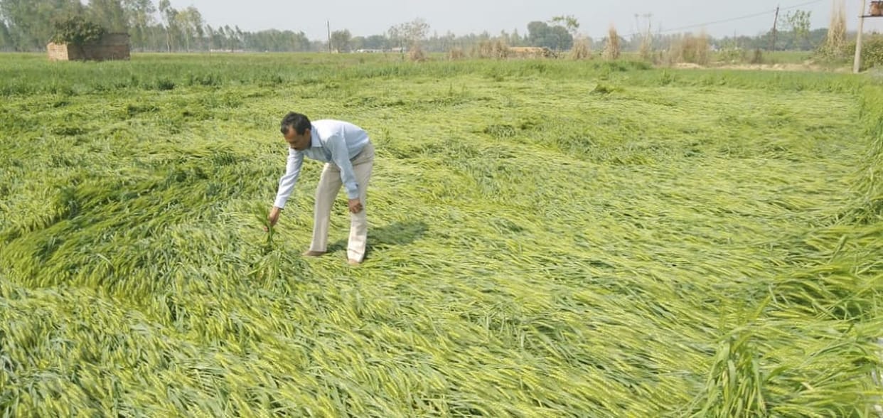 Crops destroyed Due to heavy rain