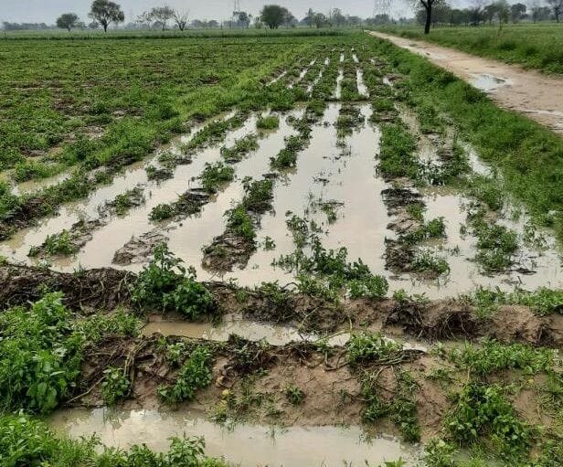 Hathras: Crop ravaged by rain and hail, worry on Annadata's face