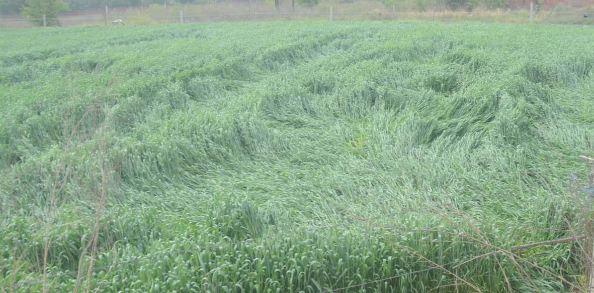 The rain turned the hopes on farmers