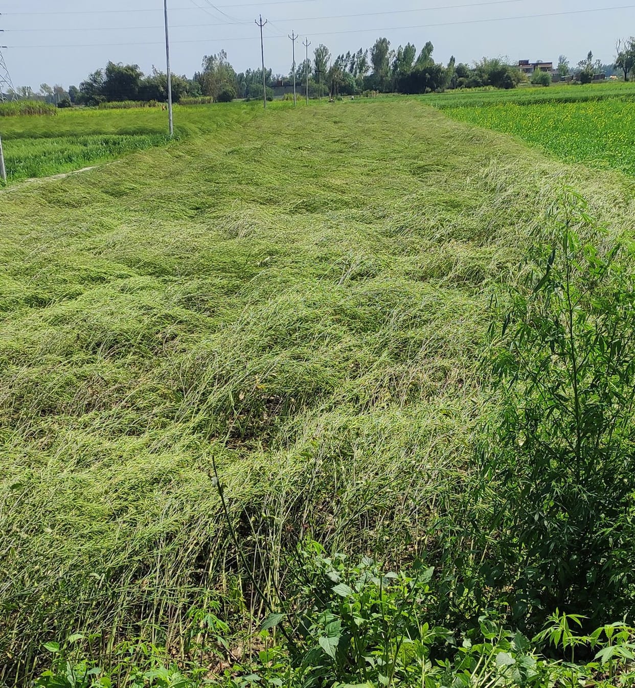 Rainfall in the sky, damage to wheat