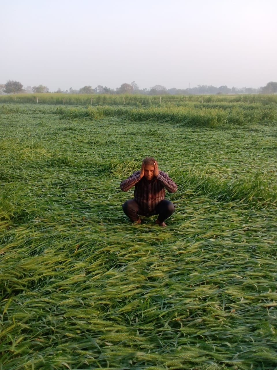gehu ki fasal chaupad