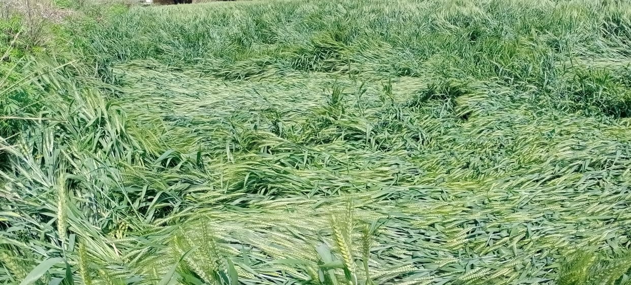 Crop loss due to rain with strong wind