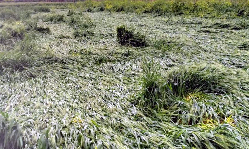 Crop fell due to strong wind with rain, loss