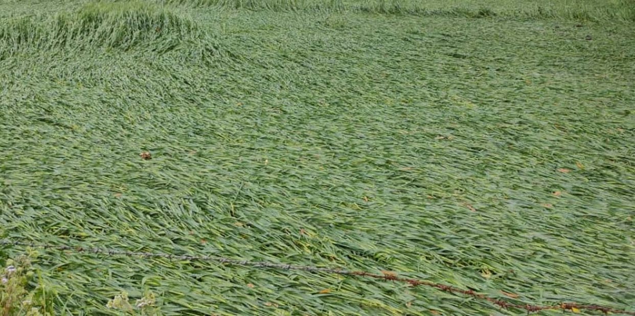 crops fall down due to heavy rain, farmers warred and more heavy will rain comes