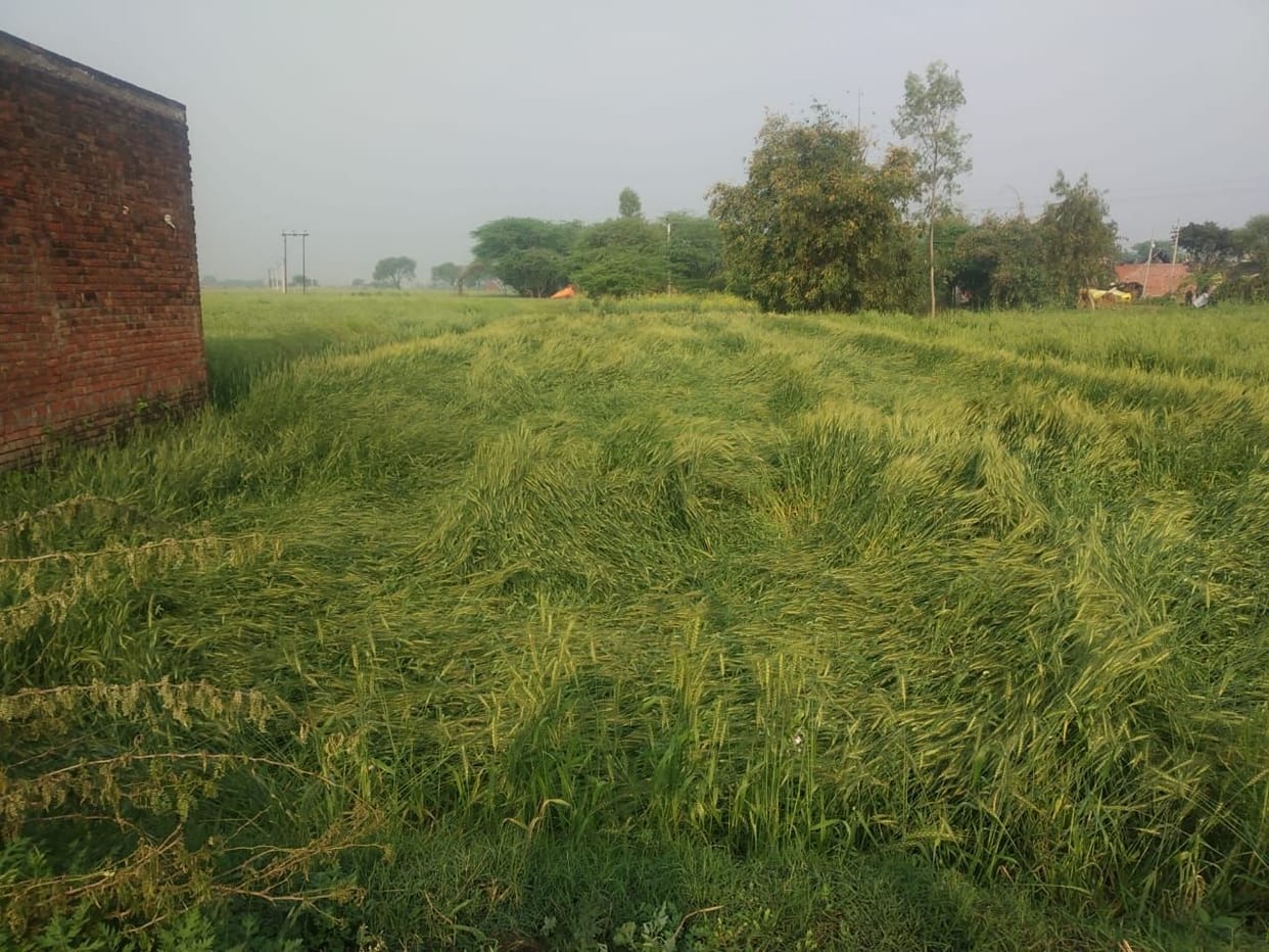 The havoc of rain caused trouble for farmers