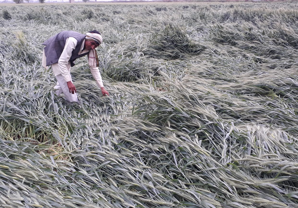 changed wheather make problem to farmers wheat crop take huge loss