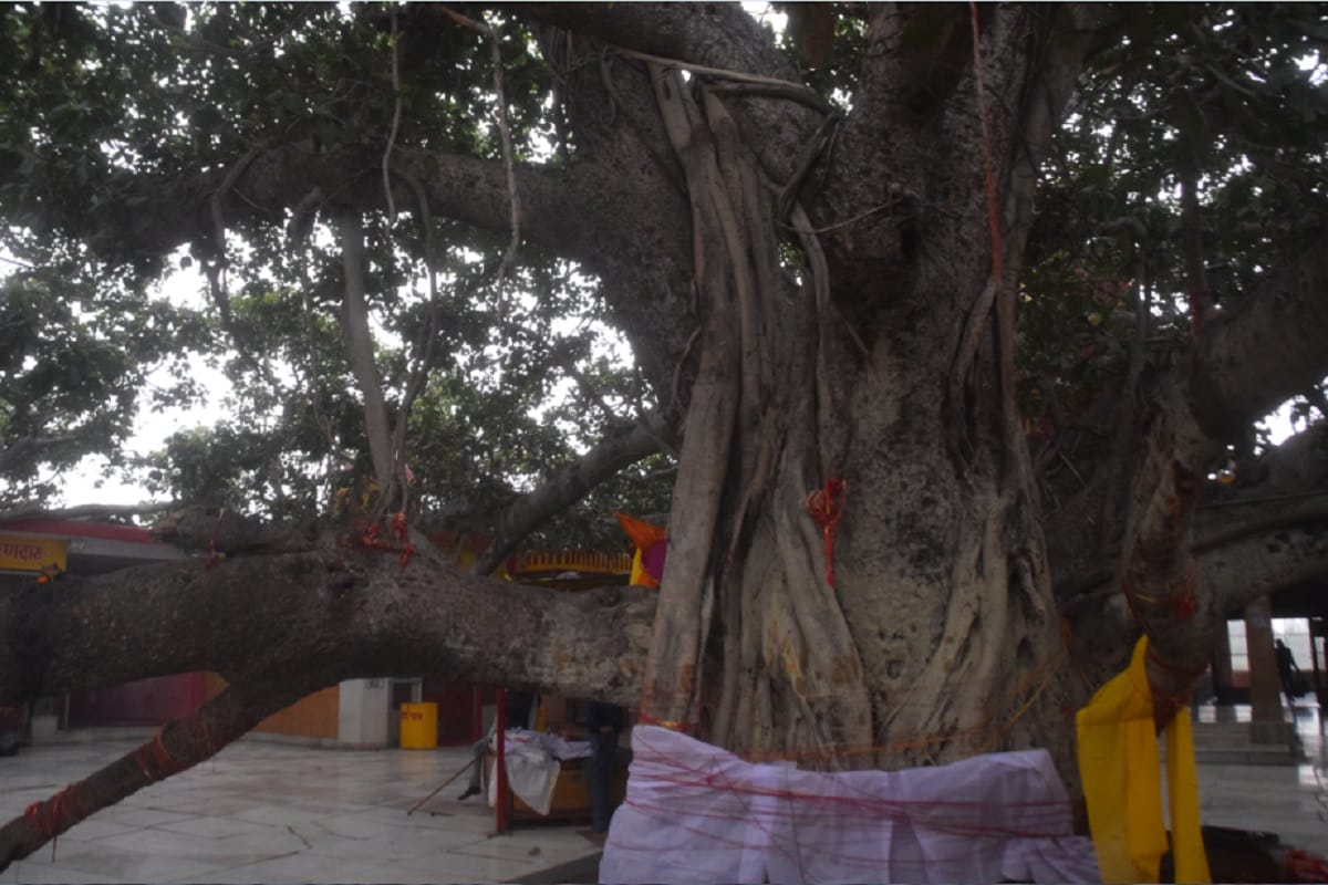 Akshayavat darshan time will change in Magh Mela, gates will be closed on main bathing festivals