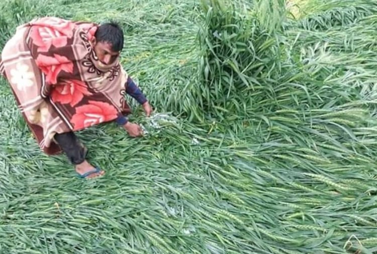 Heavy damage to crops due to rain and hailstorm in Haryana