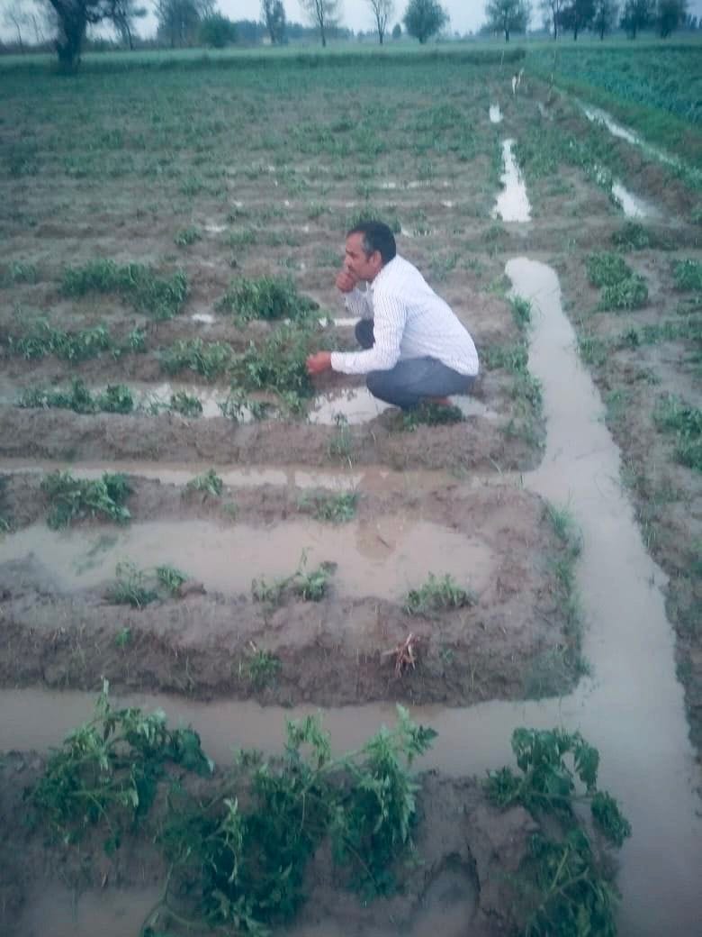 The district received hailstorm, wheat and mustard crops with 26.8 mm rainfall