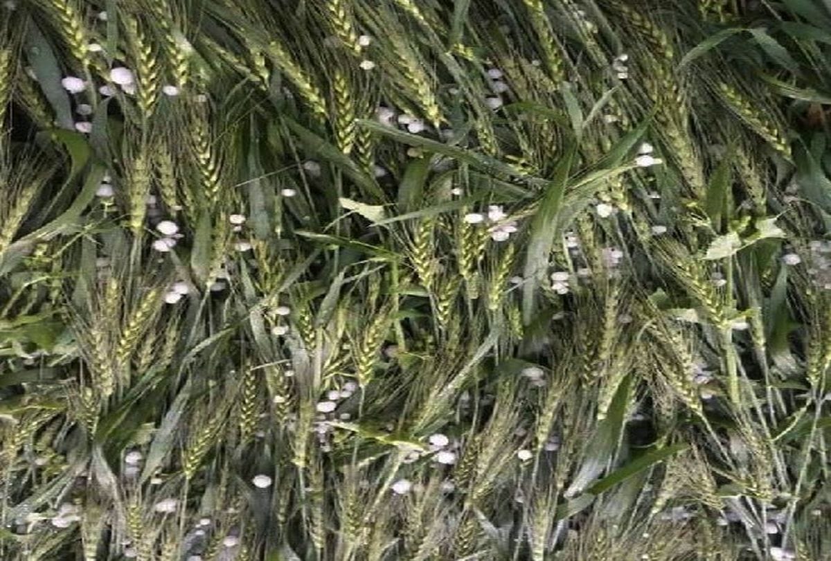 crops damaged due to rain and hail in Agra division