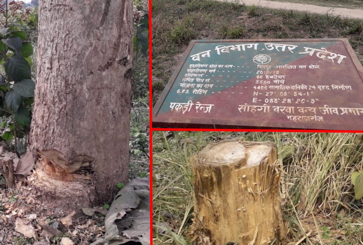 Administration strict in case of cutting trees at maharajganj