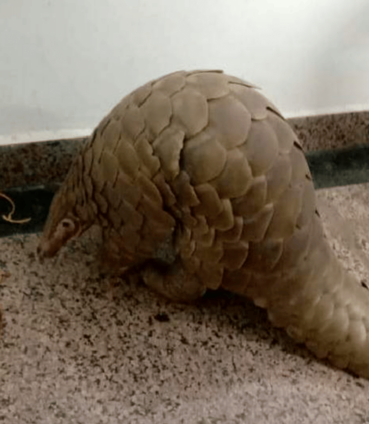 Taxi driver caught with skin of a rare species of pangolin in Hamirpur