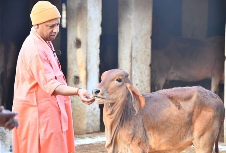 सीएम को देखकर उछल पड़ता है डॉगी कालू, तस्वीरों में देखें योगी का ये खास  अंदाज - Cm Yogi Adityanath Animals Love Latest Photo Story In Gorakhpur -  Amar Ujala Hindi News Live