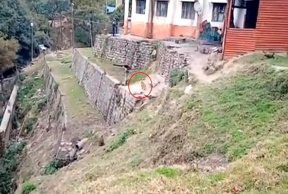 Itbp Soldiers wear bear dress And Roaming for Run away Monkeys in Pithoragarh