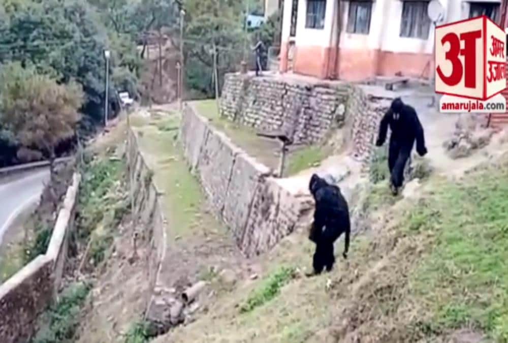 Itbp Soldiers wear bear dress And Roaming for Run away Monkeys in Pithoragarh