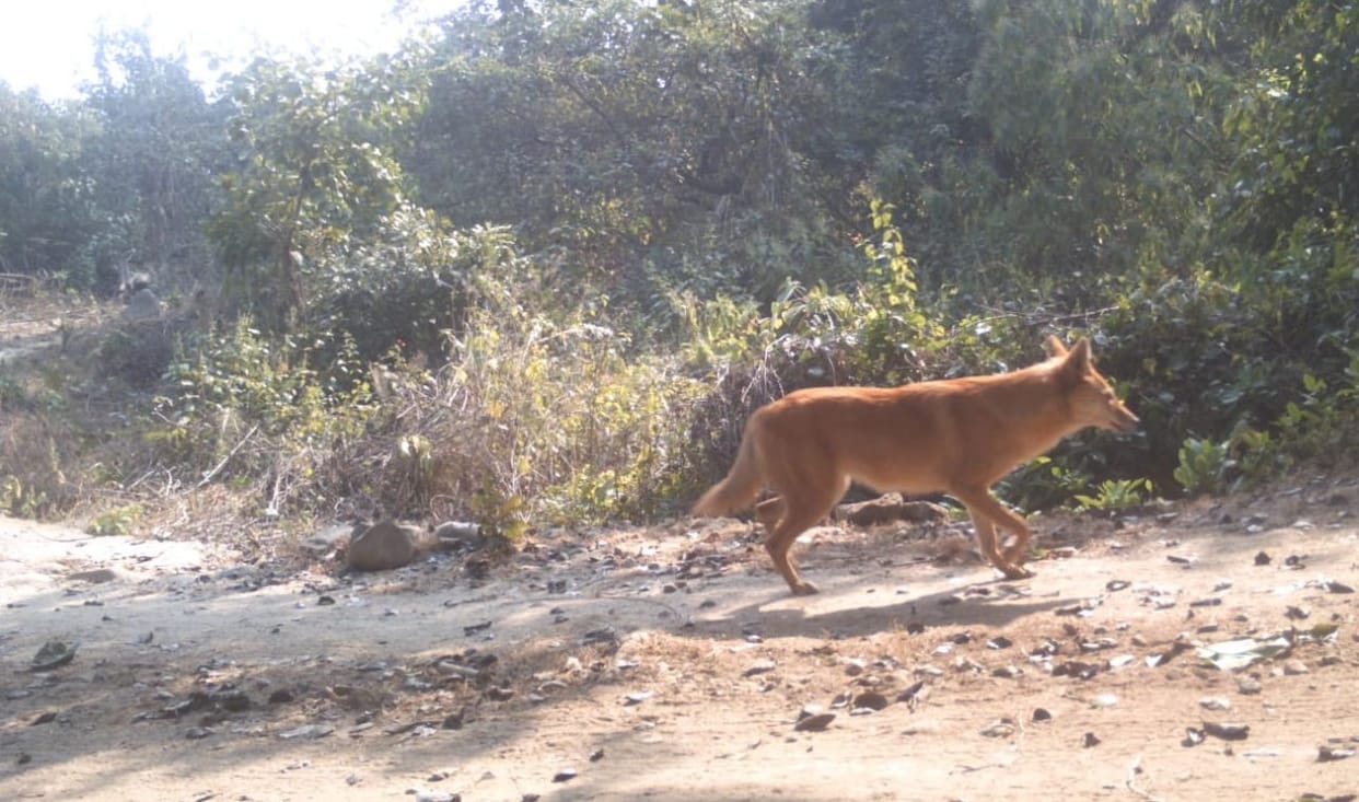 Wild dogs seen again in Corbett Park were considered extinct this species of dogs