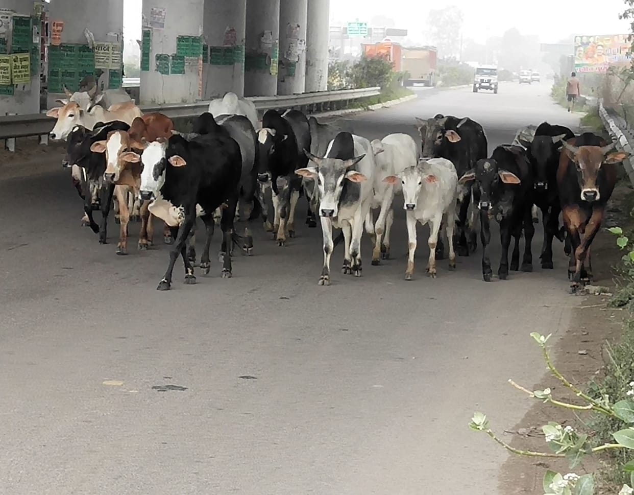 Holiday cattle attacked, many bike riders