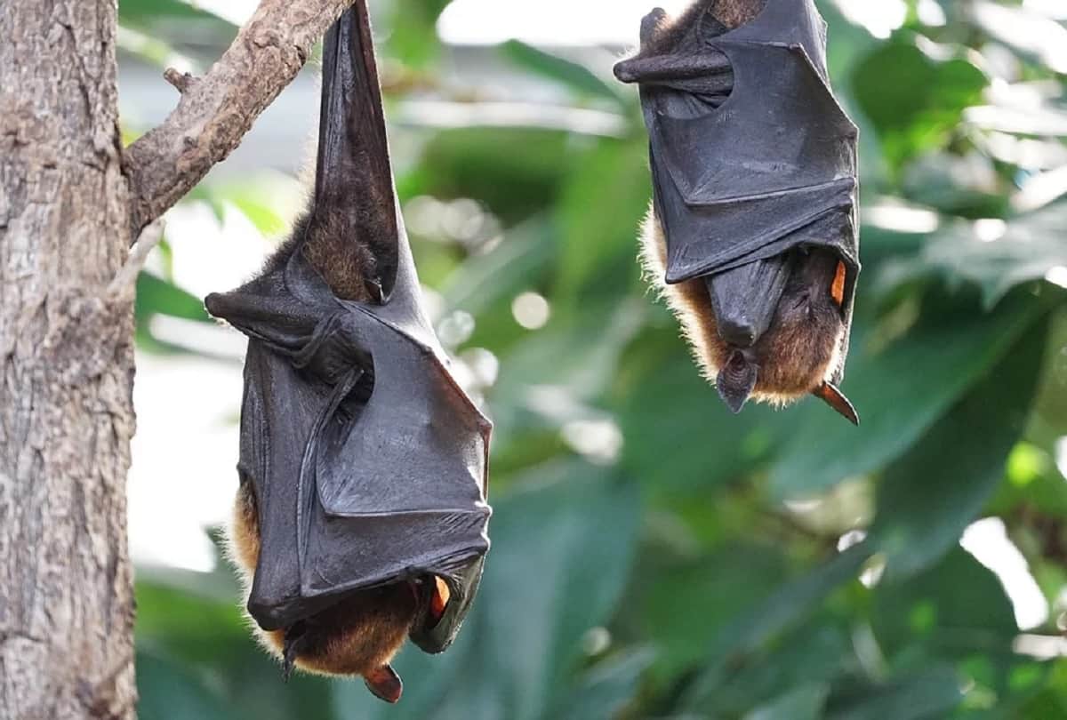 COVID-like another virus Khosta 2 found in Russian bats, know how dangerous it is for human