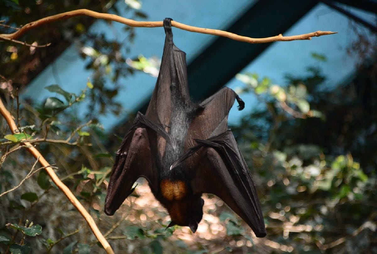 new coronavirus found in bats, similar to sars cov 2