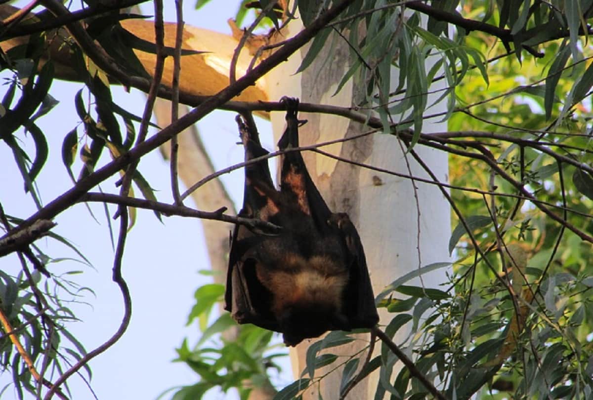 Sarsai village in Bihar where bats are worshipped People believe they protect us from Epidemic like Coronavirus