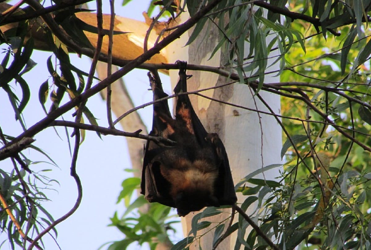 Coronavirus It is not right to blame bats for the covid 19 epidemic outbreak