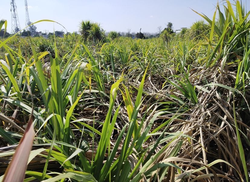 Allegations on Sugarcane Slip