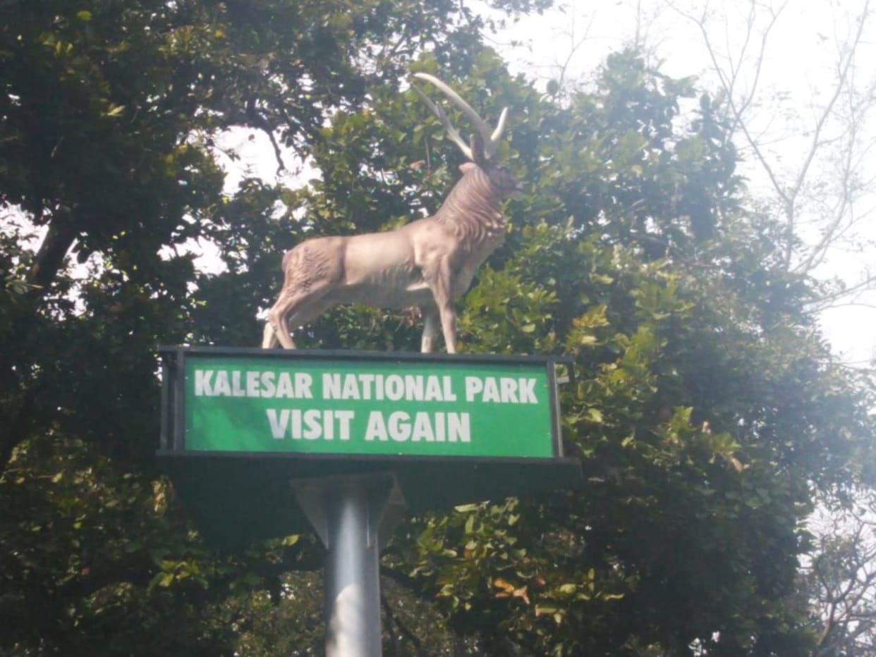 statue imposed to make wildlife aware
