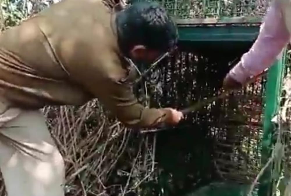 Leopard in Gomati Nagar Vistar area in Lucknow.