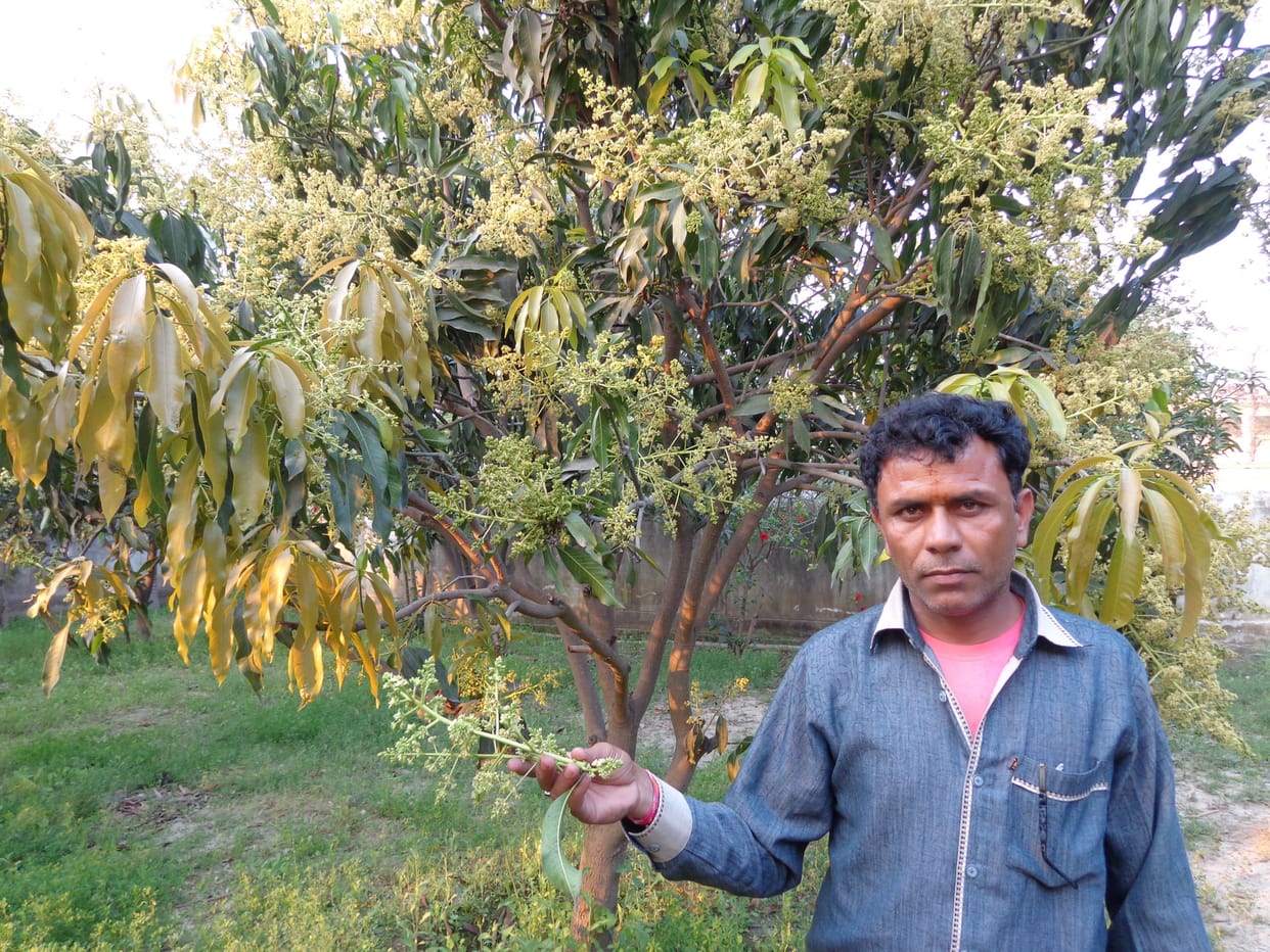 kanpur dehat mango