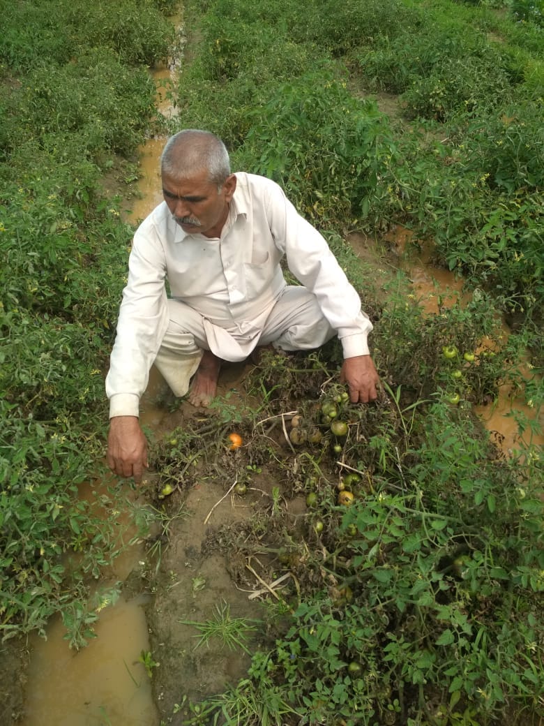 Crops fell due to rain and hail