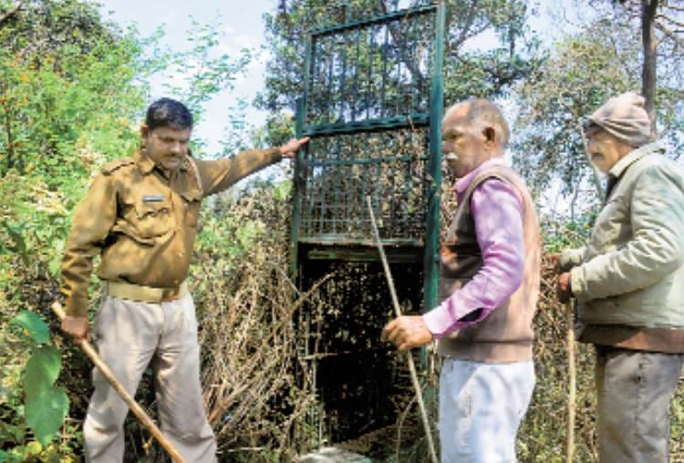 Violent animal attacked on calf in khargapur area