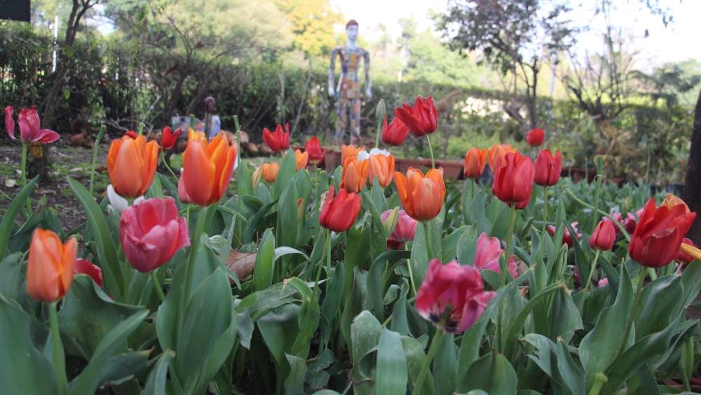 Relief for farmers, garden department to survey ruined flower crop in lock down