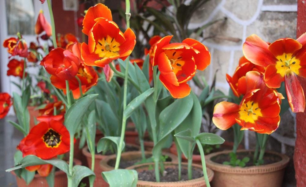 which flower is not used in puja path