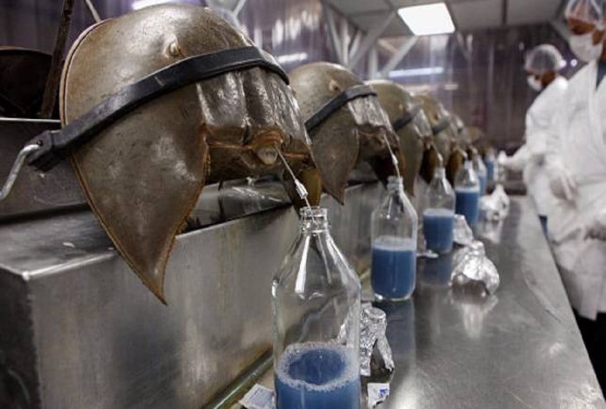 blue blood Creature Horseshoe crabs are older than dinosaurs