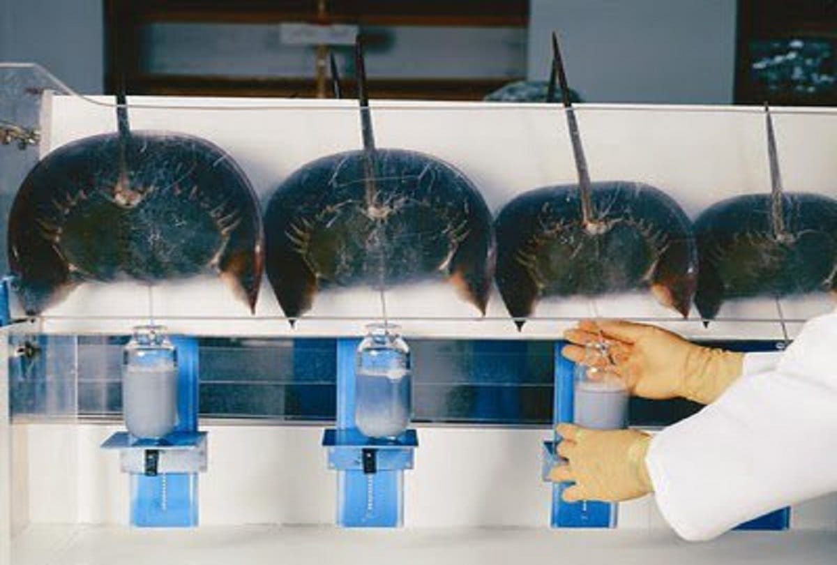 blue blood Creature Horseshoe crabs are older than dinosaurs