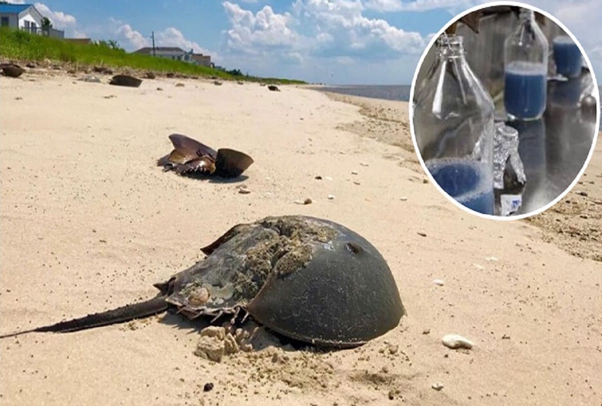 blue blood Creature Horseshoe crabs are older than dinosaurs