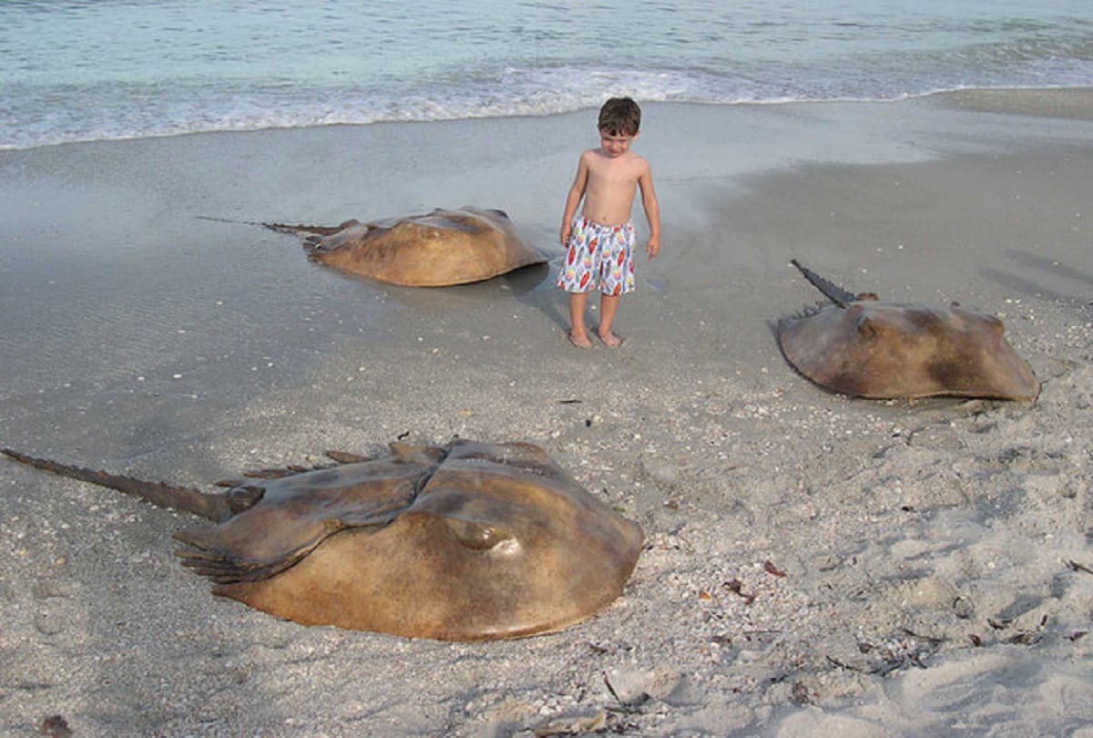 blue blood Creature Horseshoe crabs are older than dinosaurs