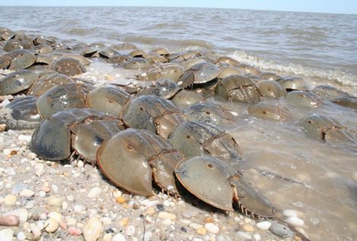 blue blood Creature Horseshoe crabs are older than dinosaurs