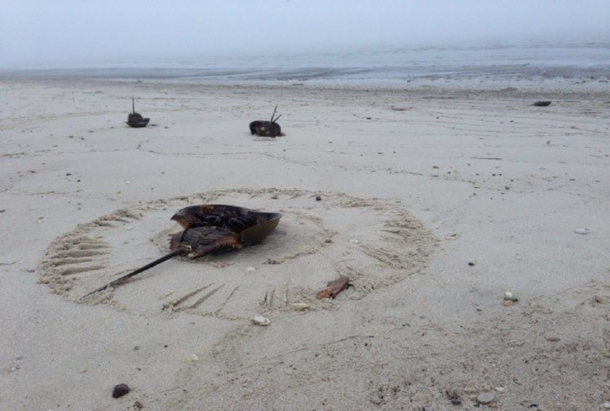 Rare creature with 10 eyes and blue blood Horseshoe crab can eliminate for corona vaccine